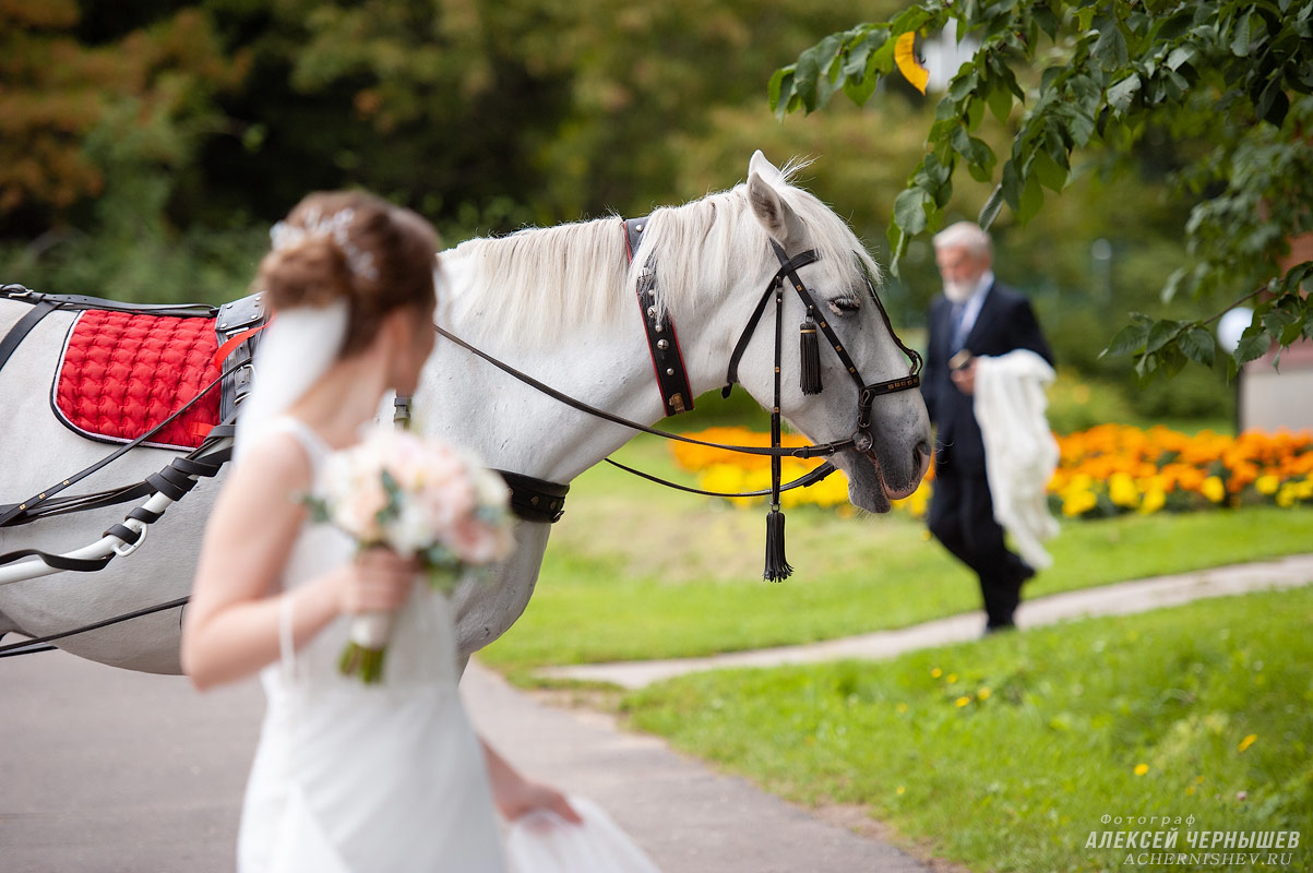 Белая свадебная лошадь
